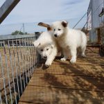 education canine alsace_couple de chiot bergers blancs suisse