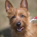 educateur canin strasbourg chiot_terrier australien