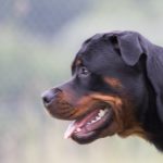 education canine Bas Rhin_profil de chien rottweiler