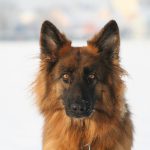 éducation canine bas rhin_berger allemand poils longs