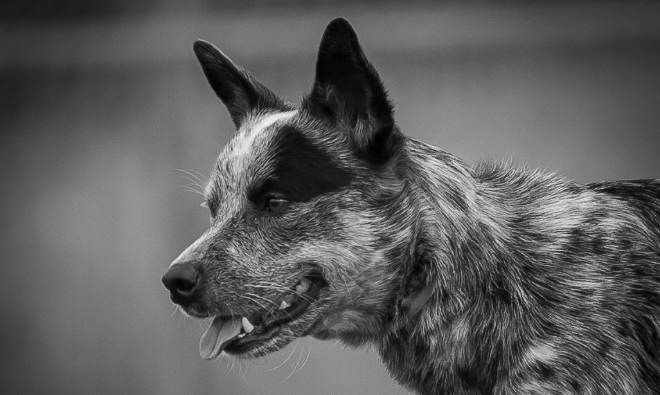 cropped-B26X0857-copie.jpg Educateur canin Strasbourg