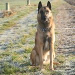 éducation canine en alsace_chien berger belge malinois