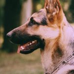 educateur canin en alsace_portrait berger allemand