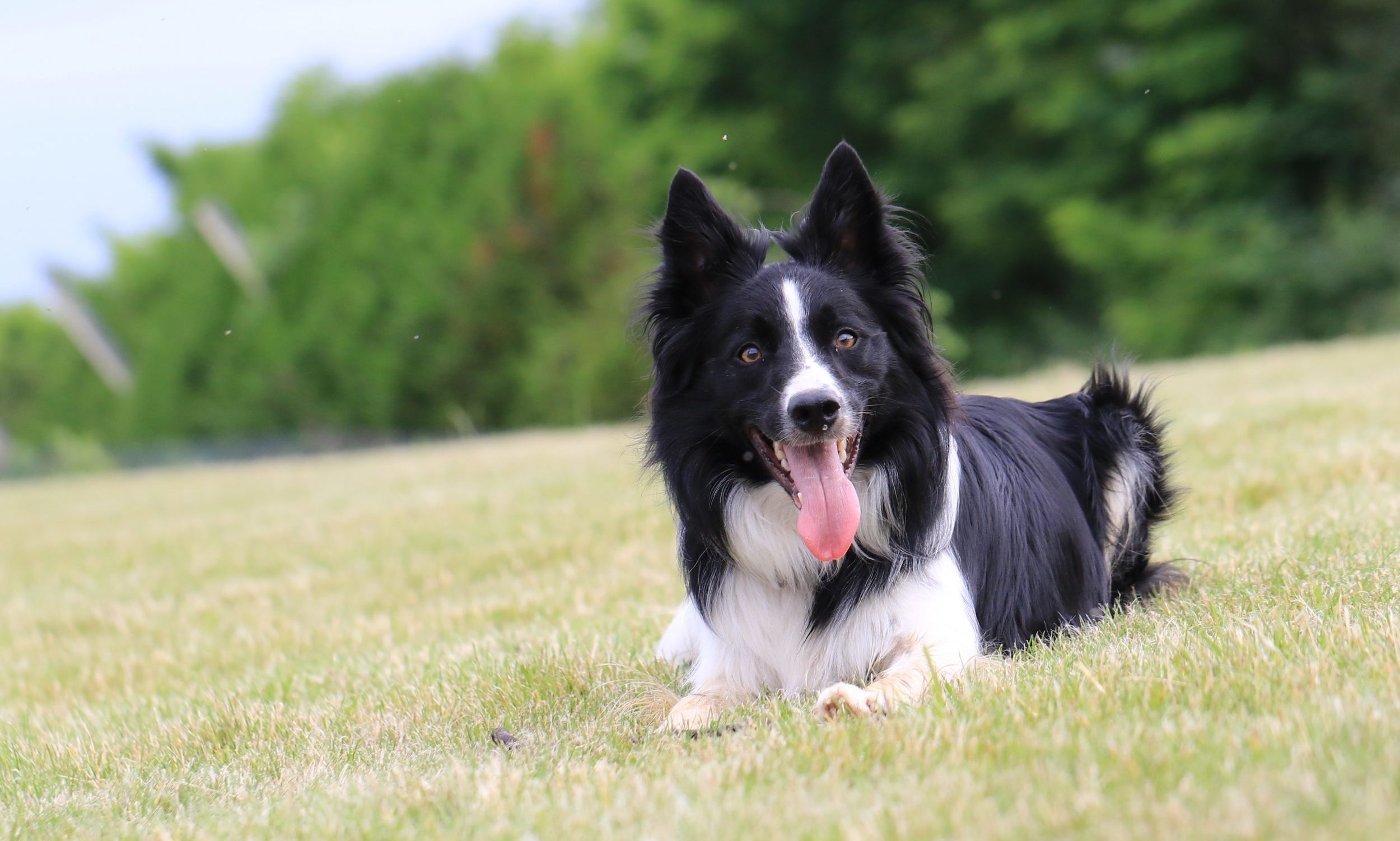 Educateur canin Strasbourg