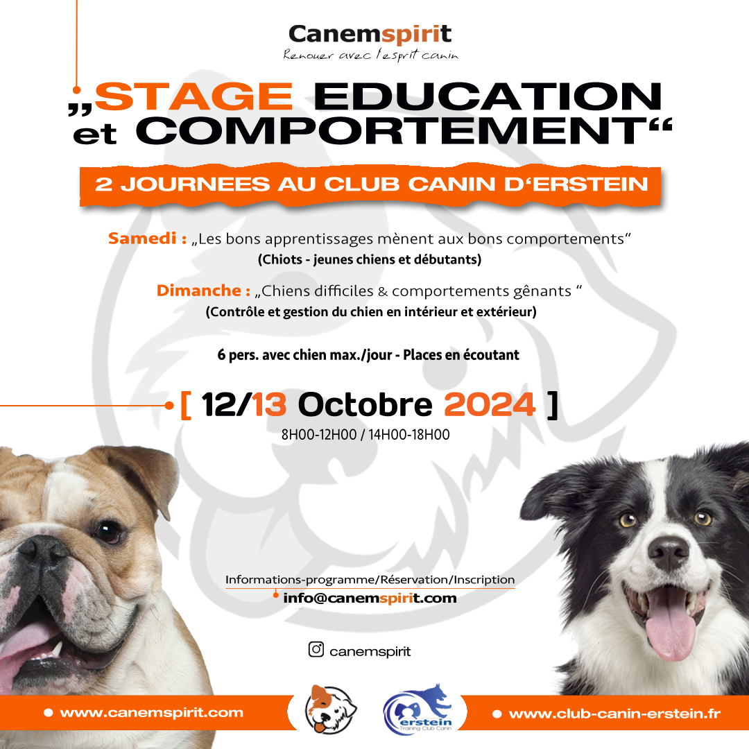 Stage éducation canine et comportement